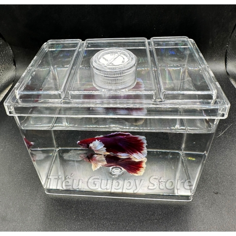 Khay Nhựa Mica nuôi Cá Betta, Guppy, Cá Cảnh Nhỏ 8x12x10cm Sobo M-B03- Keo Betta Mini Chất Liệu nhựa trong suốt