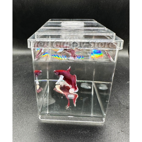 Khay Nhựa Mica nuôi Cá Betta, Guppy, Cá Cảnh Nhỏ 8x12x10cm Sobo M-B03- Keo Betta Mini Chất Liệu nhựa trong suốt