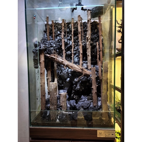 Lũa Thạch Sùng - Lũa Chuyên Setup Hồ Thủy Sinh Layout Rừng Tự Nhiên (Chiều dài 35-50cm)