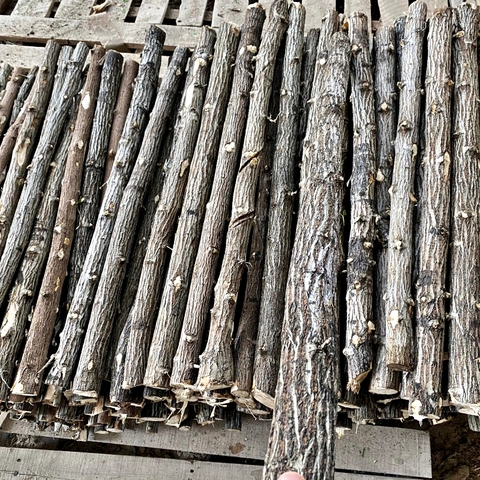 Lũa Thạch Sùng - Lũa Chuyên Setup Hồ Thủy Sinh Layout Rừng Tự Nhiên (Chiều dài 35-50cm)