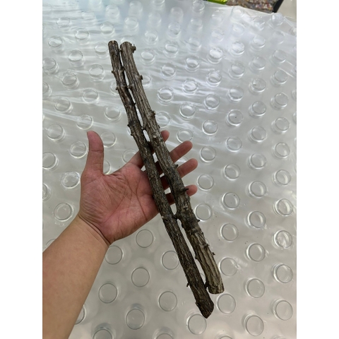 Lũa Thạch Sùng - Lũa Chuyên Setup Hồ Thủy Sinh Layout Rừng Tự Nhiên (Chiều dài 35-50cm)