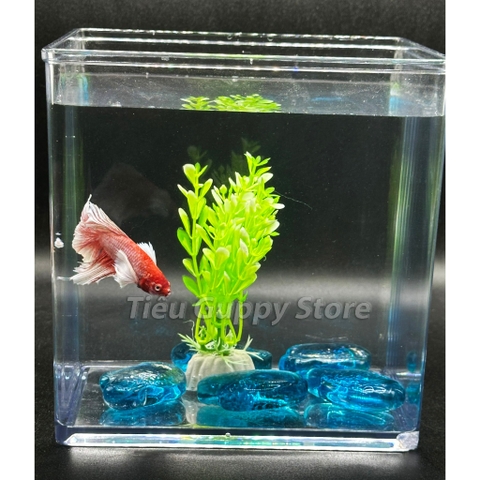 Keo Betta Trong Suốt 20x15x18cm và 15x12x15cm -  Keo Show Nhựa Chất Liệu Cao Cấp