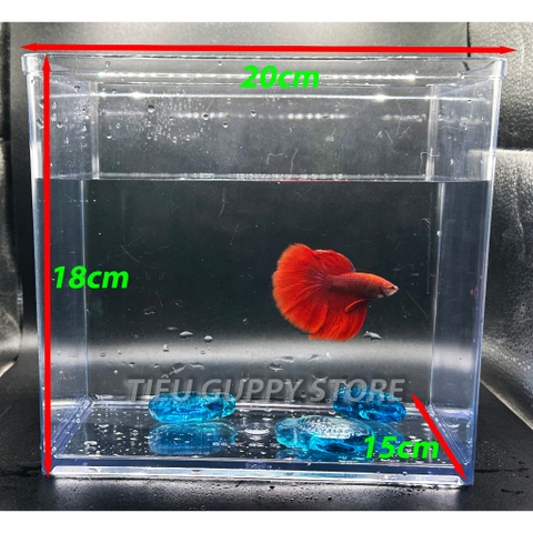 Keo Betta Trong Suốt 20x15x18cm và 15x12x15cm -  Keo Show Nhựa Chất Liệu Cao Cấp