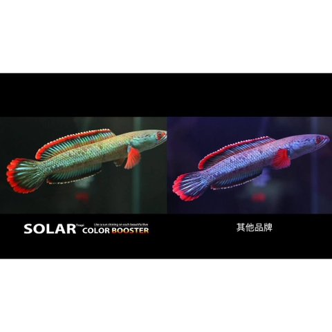 Đèn Hồ Cá Neo Helios Solar Color Booster - Tăng Cường Giúp Màu Cá Thêm Đẹp