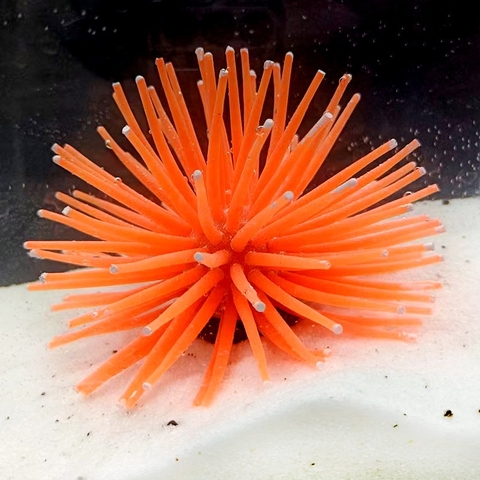 Mô hình Silicon Dạ Quang Nhím Biển, San hô, Quả Cầu Gai - Trang Trí Bể Cá, Hồ Cá (8cm)