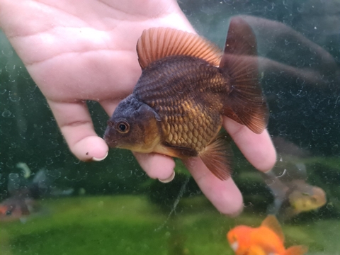 Oranda mini