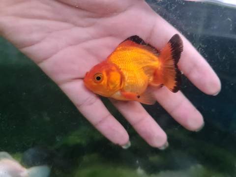 Oranda mini