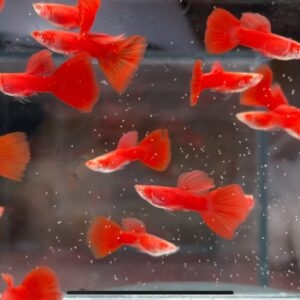 Cá Guppy - Full Red (Cặp trống mái)