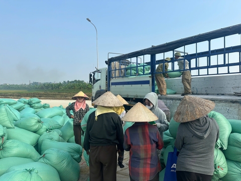 MÙA GẶT ST25 VỤ MÙA ĐẦU TIÊN TẠI VÙNG ĐẤT RƯƠI CHÍ MINH, MÓN QUÀ ĐẶC BIỆT TRONG THÁNG SINH NHẬT GẠO BẢO MINH