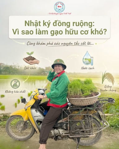 NHẬT KÝ ĐỒNG RUỘNG: LÀM GẠO HỮU CƠ KHÓ LẮM SAO?