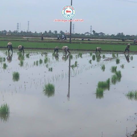 HỆ SINH THÁI LÚA RUỘNG RƯƠI AN THANH VÀO MÙA MỚI: HÀNH TRÌNH GIEO CẤY ST25 THUẦN TỰ NHIÊN