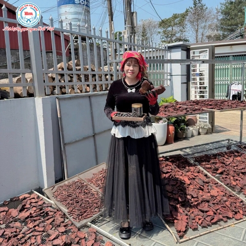 TẠI SAO BẮT BUỘC PHẢI DÙNG HÀ THỦ Ô CỬU CHƯNG CỬU SÁI? BÍ QUYẾT ĐEN TÓC, BỔ MÁU TỪ BẢO MINH