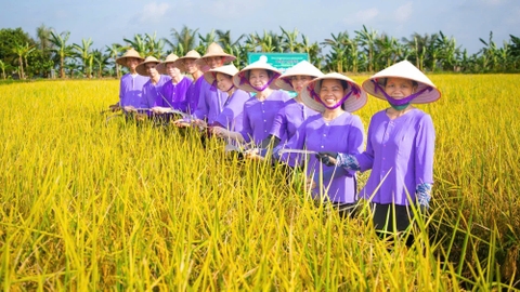 BÍ ẨN KHÍ HẬU NAM - BẮC: YẾU TỐ CỐT LÕI KIẾN TẠO PHẨM CẤP THƯỢNG HẠNG CỦA GẠO ST25 RUỘNG RƯƠI