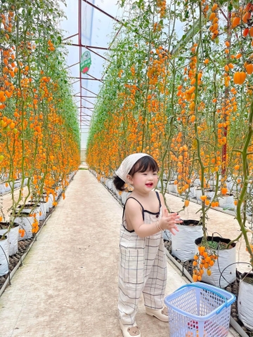 HÀ NỘI - ĐÀ LẠT - NHA TRANG 5 NGÀY 4 ĐÊM
