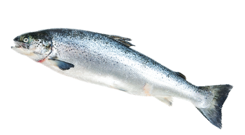 Whole Fresh Tasmanian Atlantic Salmon