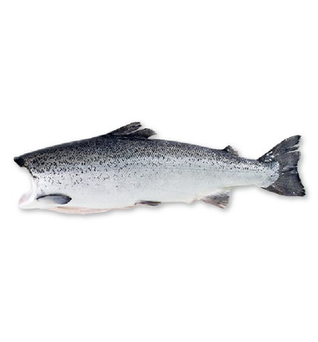 Frozen Chilean Coho Salmon