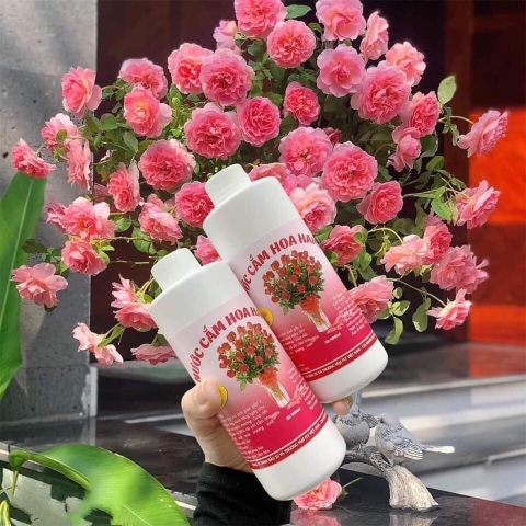 Nước cắm hoa tươi lâu, chống thối