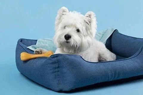 Top 8 chuồng chó Poodle bền và thích hợp nhất năm 2024
