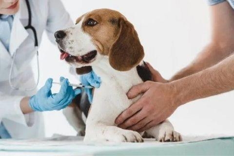 Vacxin 7 bệnh cho chó giá bao nhiêu, mua ở đâu?