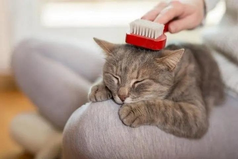 Có nên cắt lông cho mèo – 5 điều đúng và sai