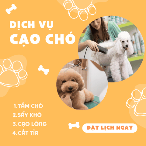 Dịch vụ tắm, cạo và cắt tỉ lông cho Chó VIP
