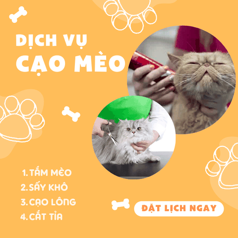 Dịch vụ tắm, cạo và cắt tỉ lông cho Mèo VIP