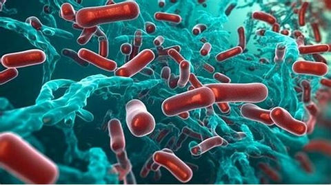 LÁ XANH - Bổ xung Enzyme, lợi khuẩn đường ruột và kích thích hệ miễn dịch tự nhiên