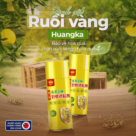 [Mới] Bình xịt bẫy ruồi vàng Huangka - Công thức cải tiến
