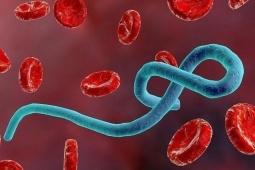 Bộ Y tế chỉ đạo khẩn liên quan virus Marburg gây tử vong rất cao