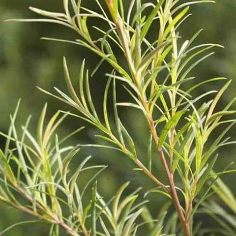 Tinh Dầu Tràm Trà Nomad Essential Oil Tea Tree