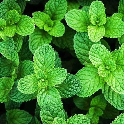 Tinh Dầu Bạc Hà Nomad Essential Oil Peppermint