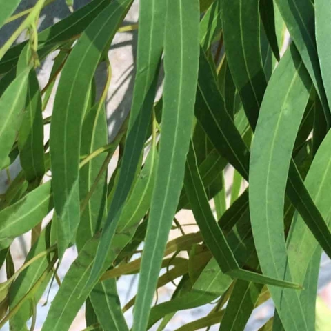 Tinh Dầu Bạch Đàn Chanh Nomad Essential Oil Eucalyptus Lemon