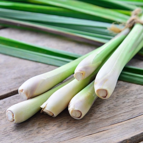 Tinh Dầu Sả Tươi Nomad Essential Oil Citronella