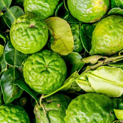 Tinh Dầu Cam Hương Nomad Bergamot Essential Oil