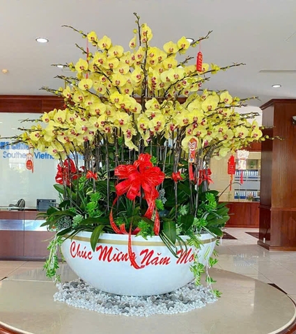 Chậu Lan Hồ Điệp
