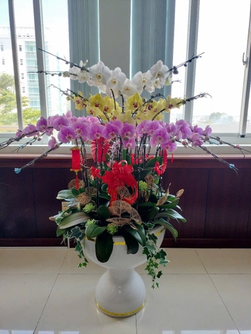 Chậu Lan Hồ Điệp - CLHĐ3