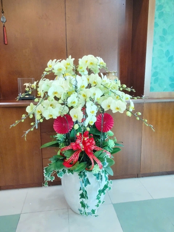 Chậu Lan Hồ Điệp - CLHĐ6