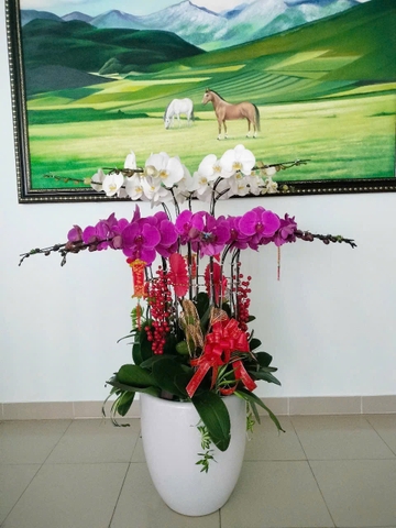 Chậu Lan Hồ Điệp - CLHĐ7