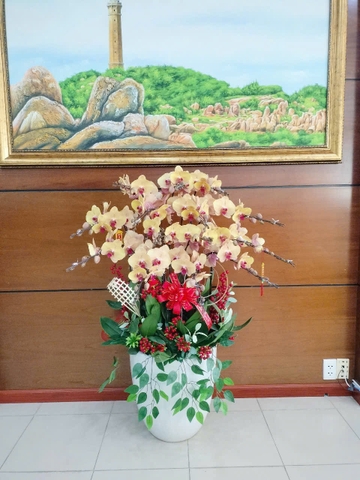 Chậu Lan Hồ Điệp - CLHĐ9