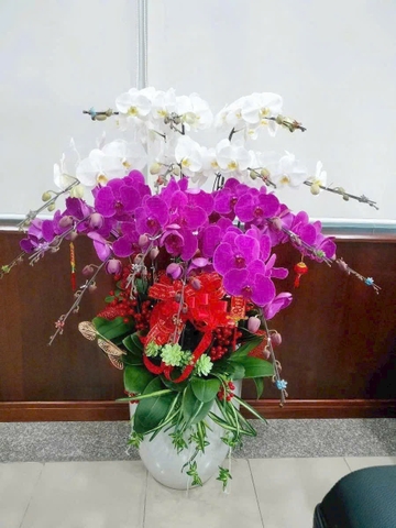Chậu Lan Hồ Điệp - CLHĐ10