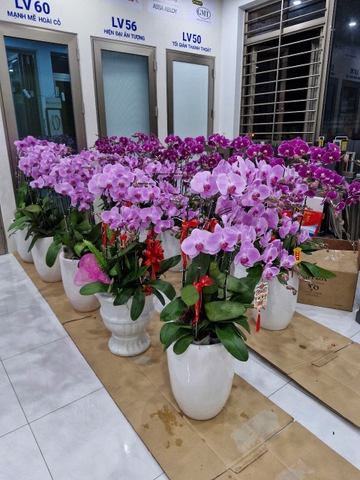 Chậu Lan Hồ Điệp - CLHĐ8
