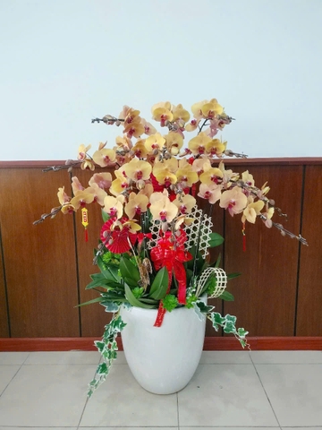 Chậu Lan Hồ Điệp - CLHĐ2
