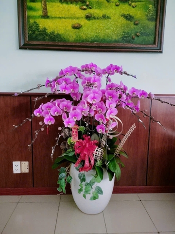 Chậu Lan Hồ Điệp - CLHĐ1