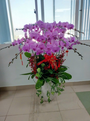 Chậu Lan Hồ Điệp - CLHĐ5