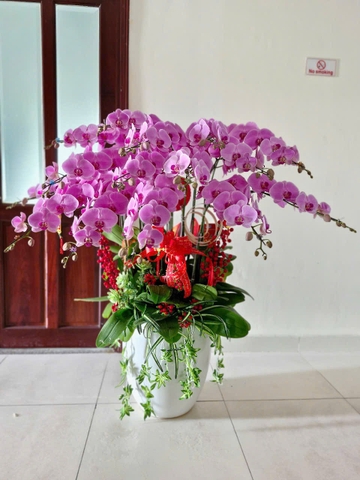 Chậu Lan Hồ Điệp - CLHĐ11