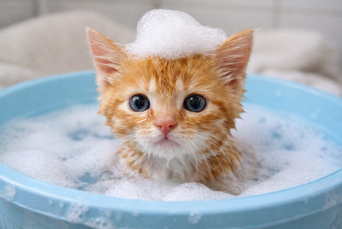 Mèo con bao lâu thì tắm được? Cách tắm mèo con an toàn cho người mới nuôi