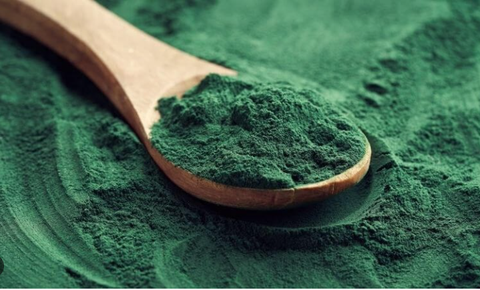 Tảo Bột Nhật dành cho cá cảnh, artemia sinh khối