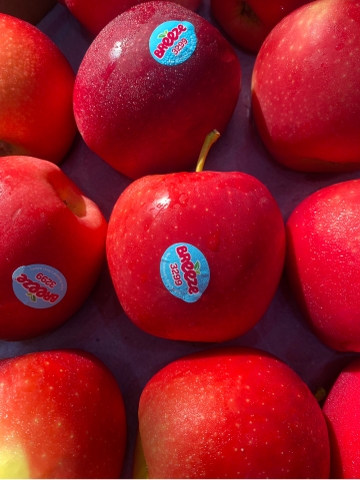 Táo Breeze NewZealand