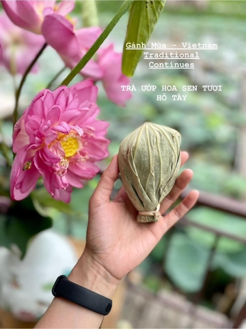 Trà ướp hoa Sen tươi Hồ Tây (01 bông)