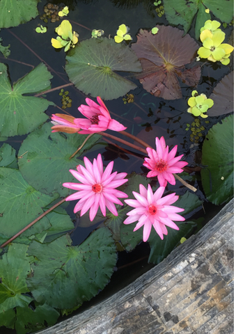 Hạt giống hoa súng